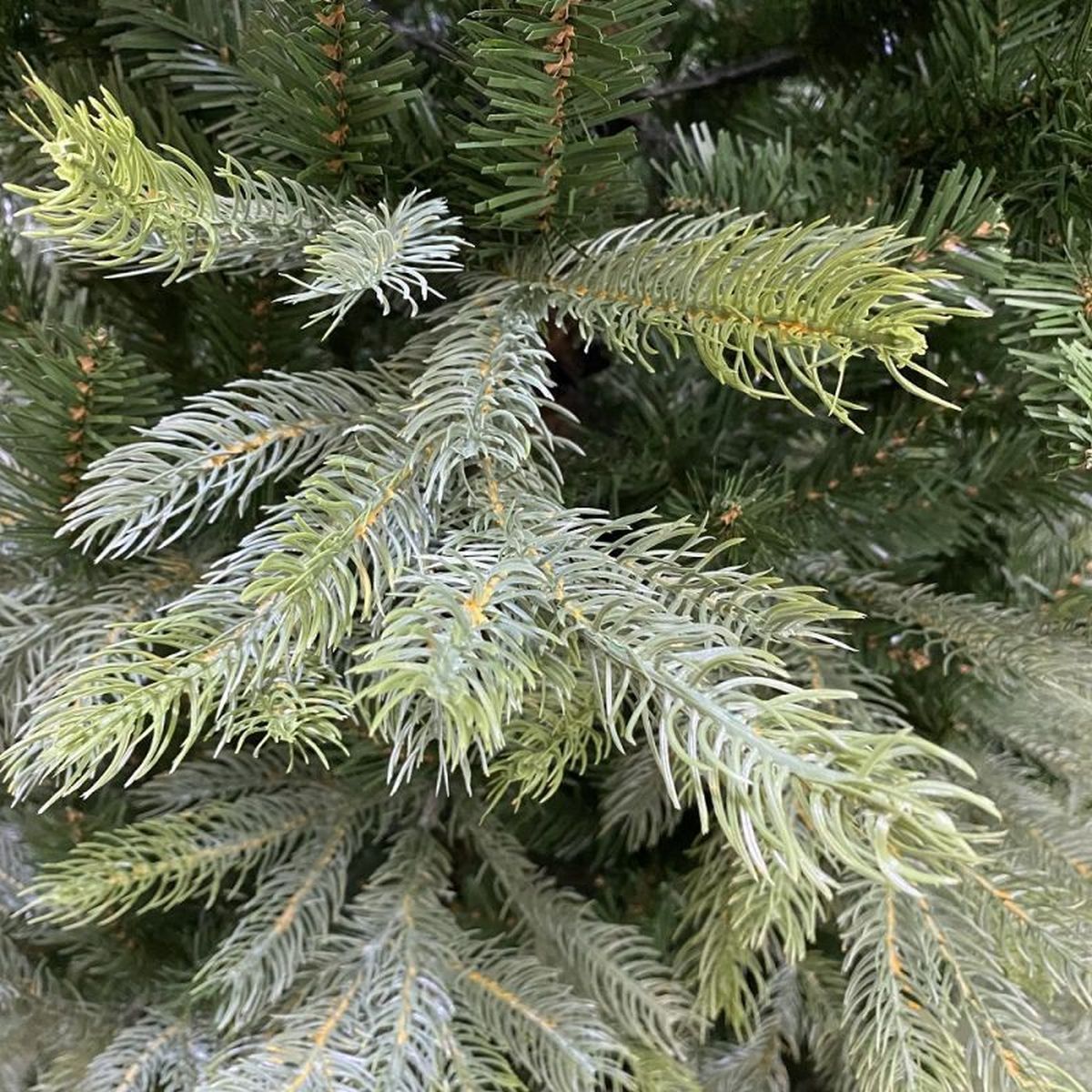 7.5FT Slim Kelford Fir Puleo Artificial Christmas Tree | AT103